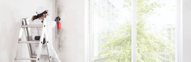 Best Real Estate Mold Inspection  in Marquette, MI
