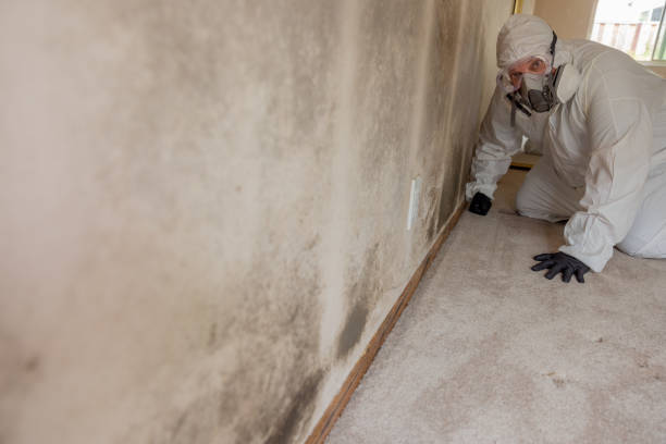 Best Commercial Mold Inspection  in Marquette, MI